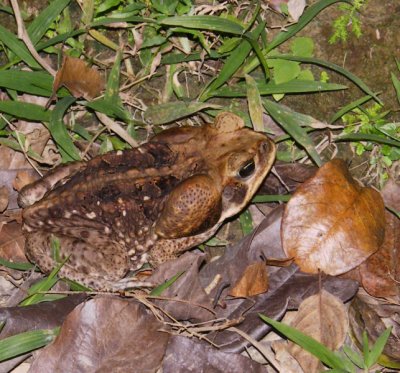 Nocturnal toad, Murchison trace