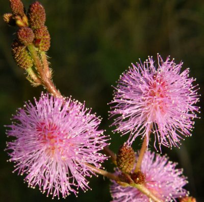 Mimosa,sensitive plant (they grow like grass)