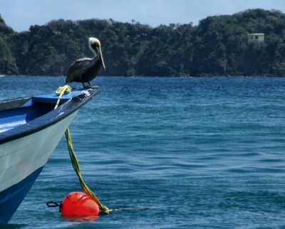 Brown Pelican, buoy and Flemings villa