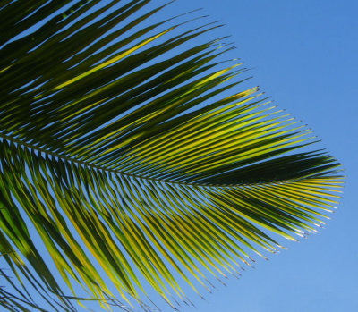 Palm frond detail