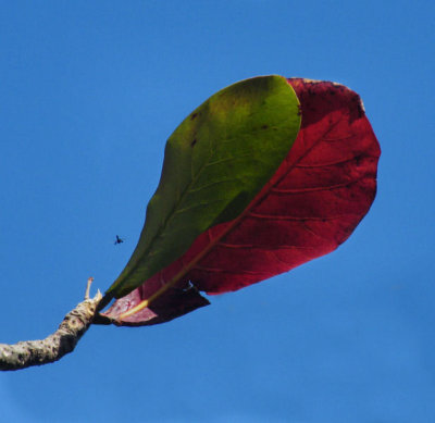Mangrove leaves and flying insect
