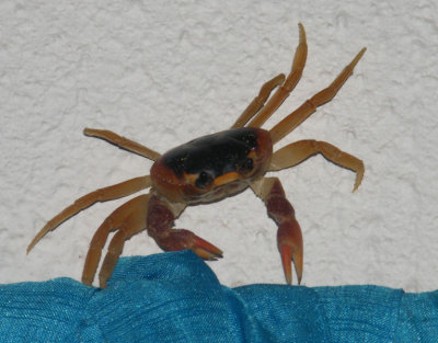 Curtain crab, again indoors