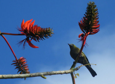 Palm Tanager on red flowering tree