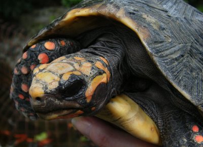 Local tortoise Gensis wildlife reserve