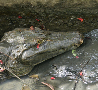 Adult caiman head Genesis wlr