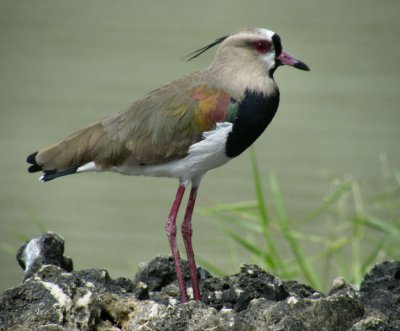 Southern Lapwing Scarboriugh