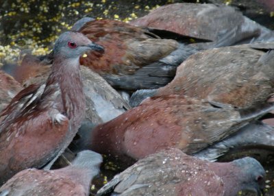 Rufous Doves, feeding in the rain Grafton Nature reserve Scarborough