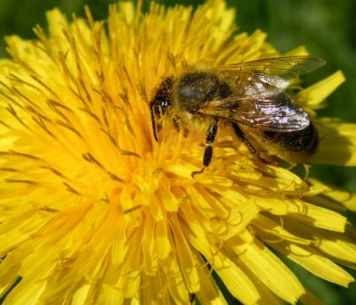 honey bee on dandelion Bialowieza