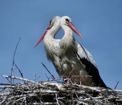 Two-headed stork perhaps(?)  Bialowieza.JPG