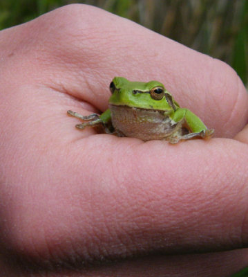 tree frog