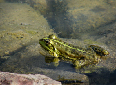 Large Pond Frog, Biebrza
