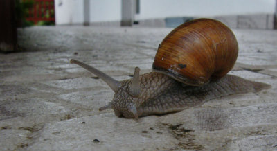 Edible snail Biebrza