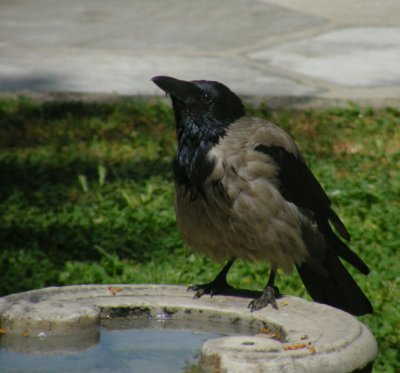 House (or Hooded) Crow drinking in the fourth courtyard Topkapi Palace