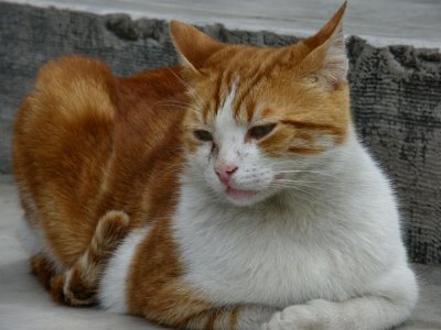 Feral cats are looked after but not kept as pets