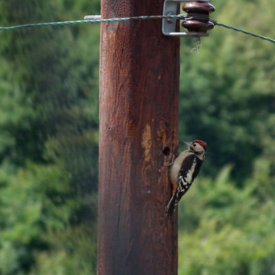 Great Spotted Woodpecker making hole in telephone pole