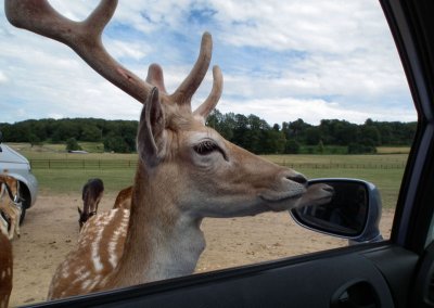  Feeding the Fallow Deer stags