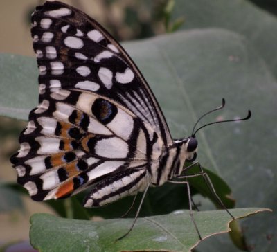 Probably a swallowtail Butterfly