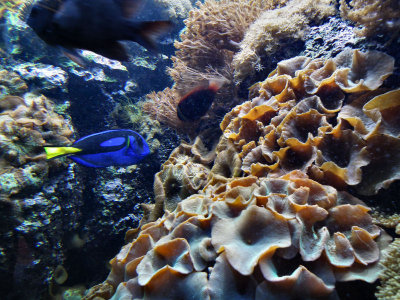 Blue Tang and Coral