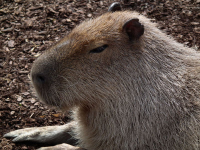 Capybara (largest living rodent in world)