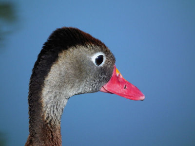  Wandering Whistling Duck turning