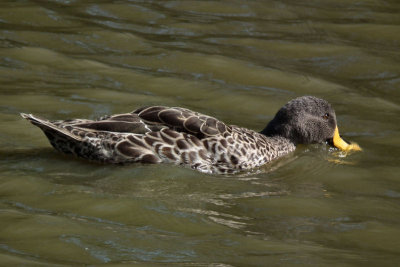 South African Yellow Billed Duck