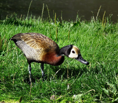 White Faced Whistling Duck