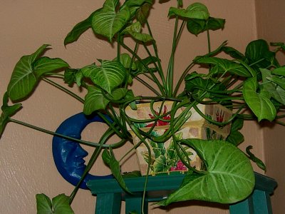 plant design