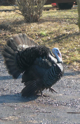 why did the turkey cross the road?