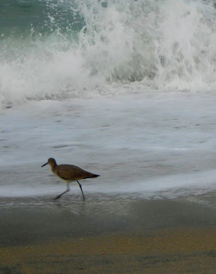 early morning walk on the beach
