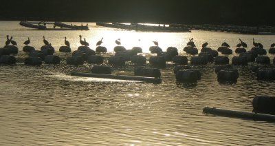 preening at sunrise