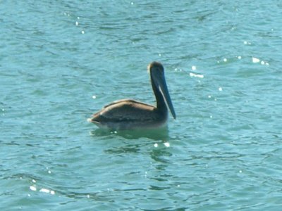just floating around