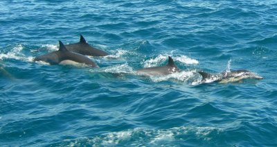 dolphins