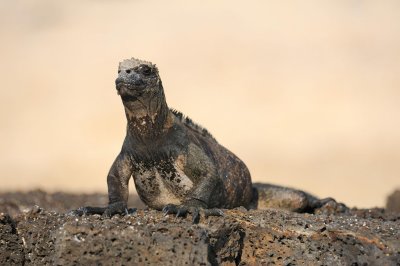 Galapagos 0007.jpg