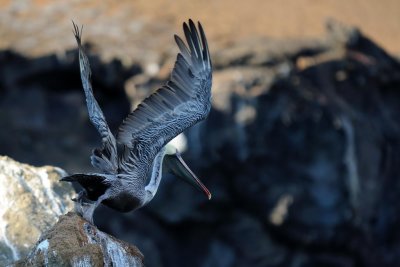 Galapagos 0072.jpg