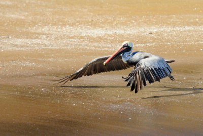 Galapagos 0167.jpg