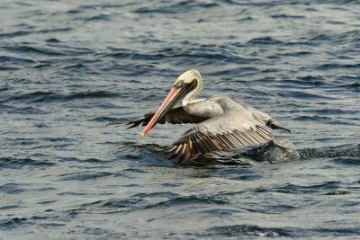 Galapagos 0306.jpg