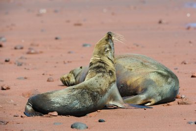 Galapagos 0455.jpg