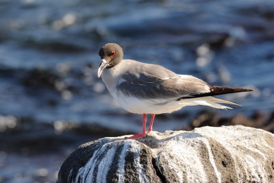 Galapagos 0485.jpg