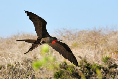 Galapagos 0498.jpg