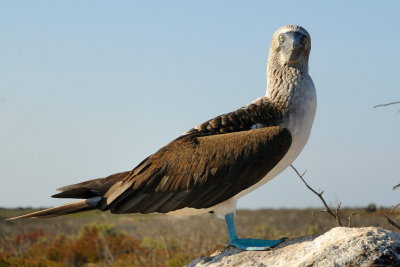 Galapagos 0522.jpg