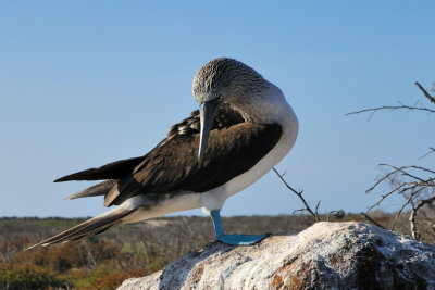 Galapagos 0523.jpg