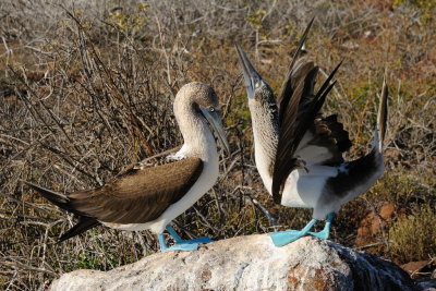 Galapagos 0528.jpg