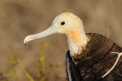 Galapagos 0563.jpg