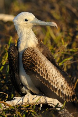 Galapagos 0564.jpg