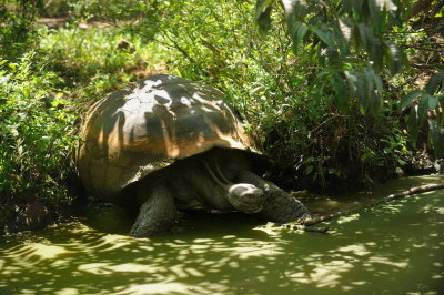 Galapagos 0629.jpg