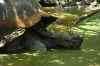 Galapagos 0631.jpg