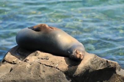 Galapagos 0731.jpg