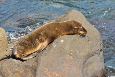 Galapagos 0733.jpg