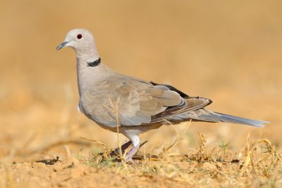 Collared Dove