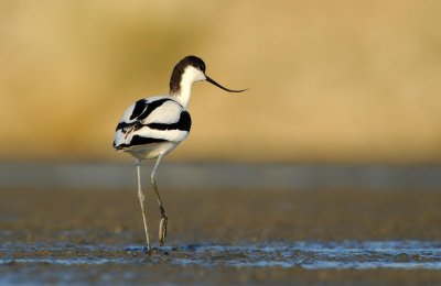 Pied Avocet -   - Recurvirostra avosetta